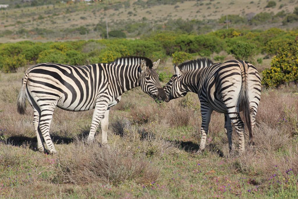 Garden Route Game Lodge Albertinia Exteriör bild