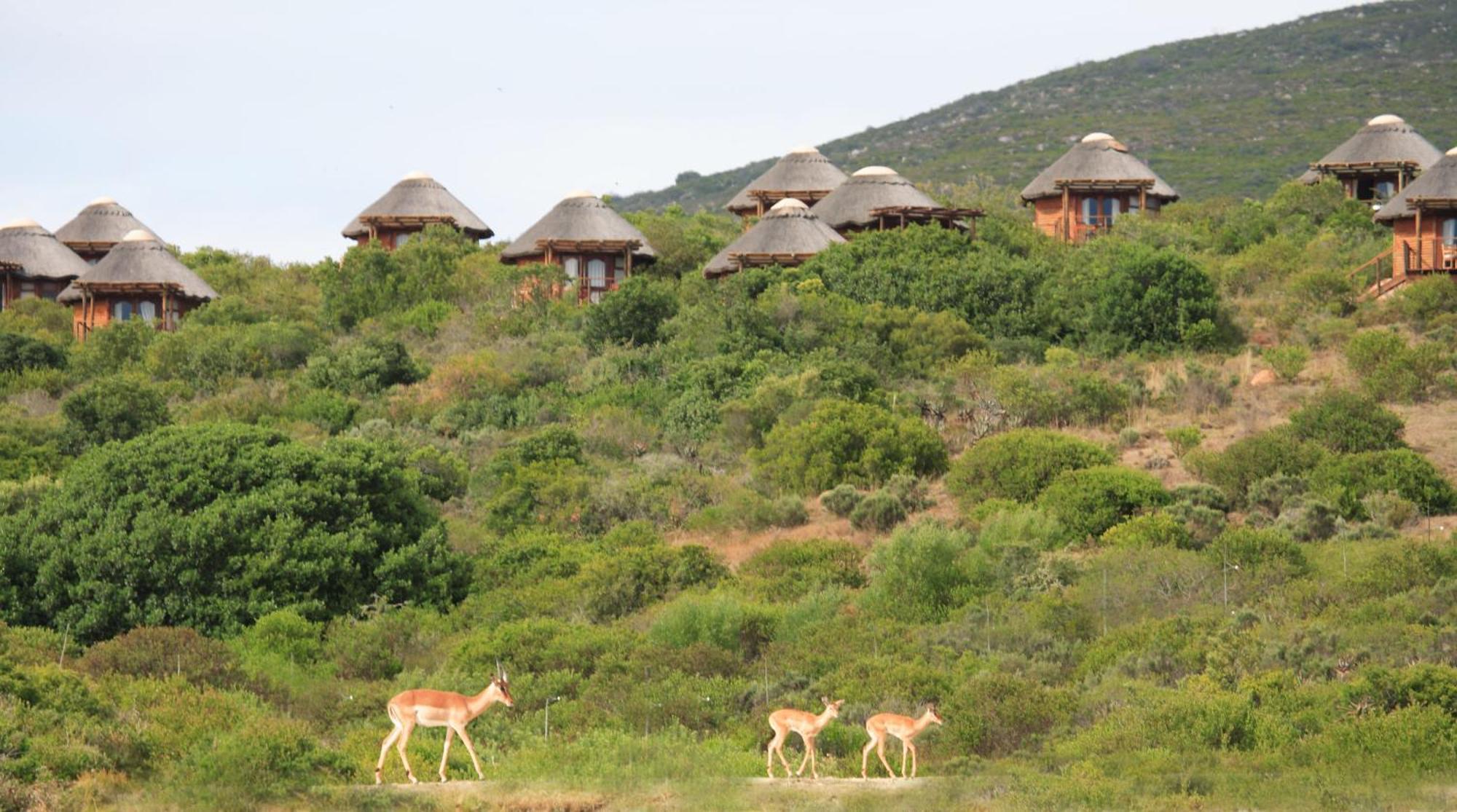 Garden Route Game Lodge Albertinia Exteriör bild