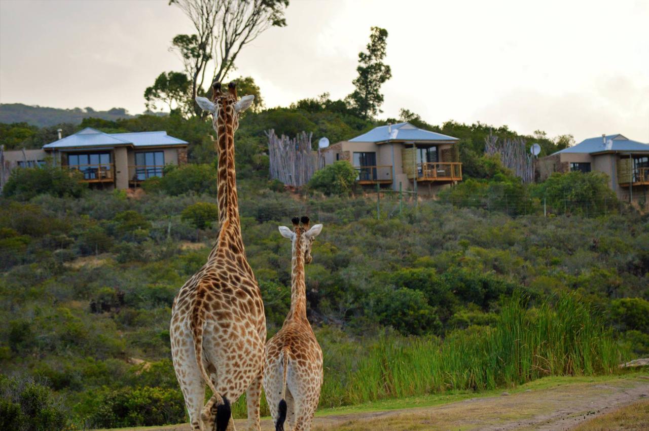 Garden Route Game Lodge Albertinia Exteriör bild